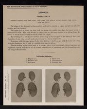 Abdomen. Viscera - no. 15