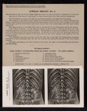 Lumbar Region - no. 3