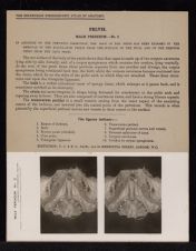 Pelvis. Male Perineum - no. 2