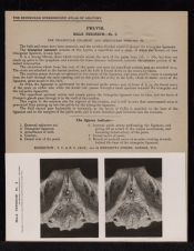 Pelvis. Male Perineum - no. 3