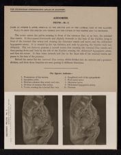 Abdomen. Pelvis - no. 5