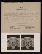 Pelvis. Female Perineum - no. 4