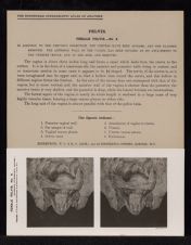 Pelvis. Female Pelvis - no. 4