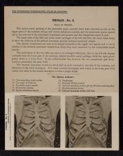 Thorax - no. 3