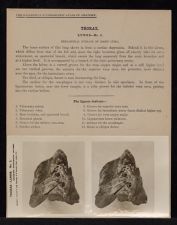 Thorax. Lungs - no. 3