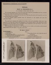 Thorax. Heart and Pericardium - no. 3