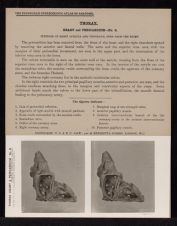 Thorax. Heart and Pericardium - no. 6