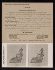 Thorax. Heart and Pericardium - no. 7