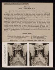 Thorax. Heart and Pericardium - no. 10