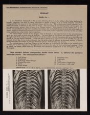 Thorax. Back - no. 1