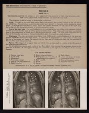 Thorax. Back - no. 2