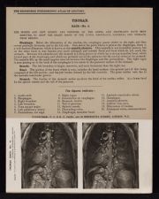 Thorax. Back - no. 4