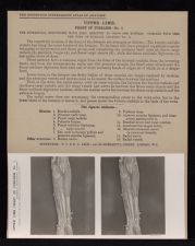 Upper Limb. Front of Forearm -- no. 1