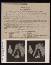 Upper Limb. Articulations - no. 2