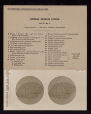 Central Nervous System. Brain - no. 1