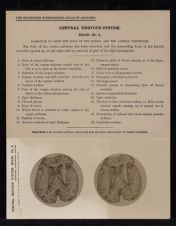 Central Nervous System. Brain - no. 8