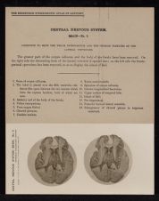 Central Nervous System. Brain - no. 9