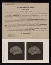 Central Nervous System. Brain - no. 15