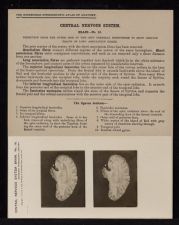 Central Nervous System. Brain - no. 16