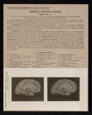 Central Nervous System. Brain - no. 21