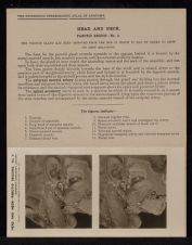 Head and Neck. Parotid Region - no. 2