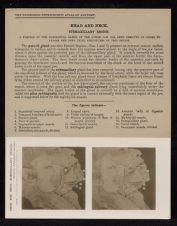 Head and Neck. Submaxillary Region - no. 1