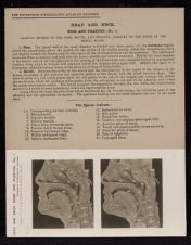 Head and Neck. Nose and Pharynx - no. 1