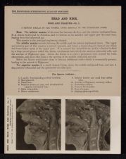 Head and Neck. Nose and Pharynx - no. 2