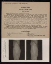 Lower Limb. Surface Anatomy - no. 1