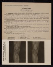 Lower Limb. Surface Anatomy - no. 3