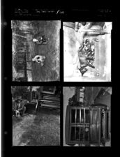 Dog Vaccination; Dogs (4 Negatives) 1950s, undated [Sleeve 11, Folder d, Box 20]