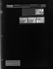 Future Farmers Feature (4 Negatives) (February 26, 1966) [Sleeve 91, Folder b, Box 39]