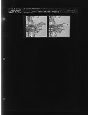 Large Rattlesnake found (2 Negatives) (August 9, 1963) [Sleeve 24, Folder c, Box 30]