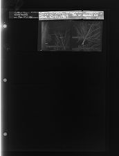 Tree and Power line (2 Negatives), January 10-11, 1964 [Sleeve 26, Folder a, Box 32]