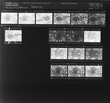Beehive (16 Negatives), June 25-26, 1964 [Sleeve 73, Folder b, Box 33]