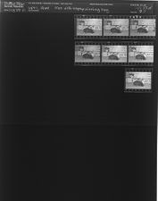 Men with trophy winning hog (7 Negatives), August 29-September 1, 1964 [Sleeve 97, Folder d, Box 33]