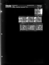 Blooming Dogwood Tree (7 Negatives), September 19 - 21, 1964 [Sleeve 48, Folder a, Box 34]