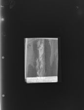 Huge Plant (1 Negative) (December 17, 1964) [Sleeve 65, Folder d, Box 34]