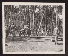 Photograph of Marines felling trees