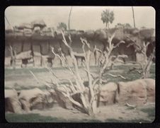 Outland and Copeland Family Photographs  