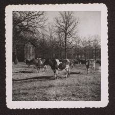 Photographs of Agriculture and Animals