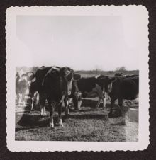 Photographs of Agriculture and Animals