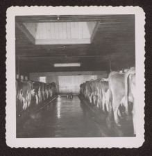 Photographs of Agriculture and Animals