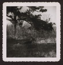 Photographs of Agriculture and Animals