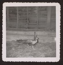 Photographs of Agriculture and Animals