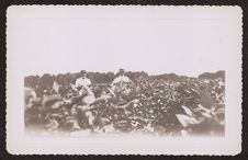 Photographs of Agriculture and Animals