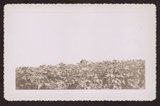 Photographs of Agriculture and Animals