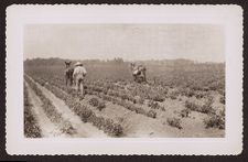 Photographs of Agriculture and Animals