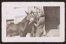 Photographs of Agriculture and Animals