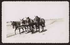 Photographs of Agriculture and Animals